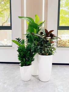 前湾绿植出租超专业，让生活空间绿意盎然